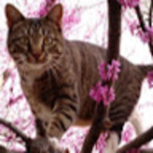 Meet your Posher, Wayne